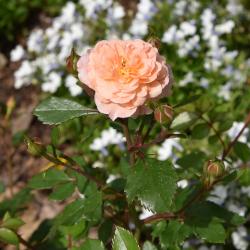 Rosa 'Meimirrote' (APRICOT DRIFT, PP23354) (APRICOT DRIFT® Rose PP23354), flower, full