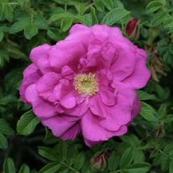 Rosa 'Purple Pavement' (Purple Pavement Rose), flower, throat