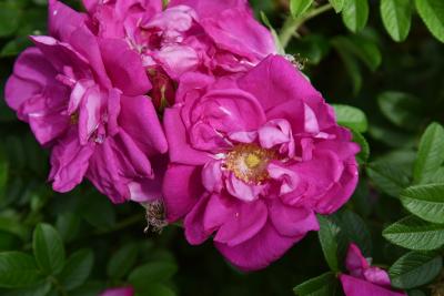 Rosa 'Dwarf Pavement' (Dwarf Pavement Rose), flower, throat