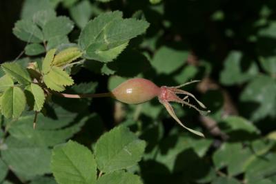 Rosa acicularis (Prickly Rose), fruit, immature