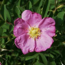 Rosa blanda (Smooth Wild Rose), flower, full