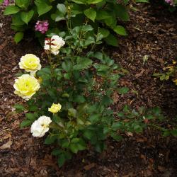 Rosa 'BAline' (YELLOW SUBMARINE, PP 16659) (YELLOW SUBMARINE™ Rose PP16659), habit, summer