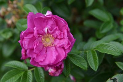 Rosa 'Dwarf Pavement' (Dwarf Pavement Rose), flower, throat