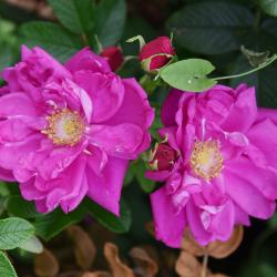 Rosa 'Dwarf Pavement' (Dwarf Pavement Rose), flower, full