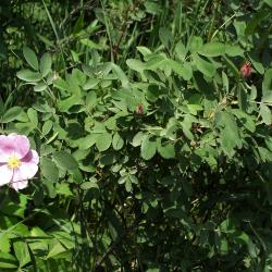 Rosa blanda (Smooth Wild Rose), habit, spring