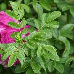 Rosa 'Dwarf Pavement' (Dwarf Pavement Rose), leaf, new