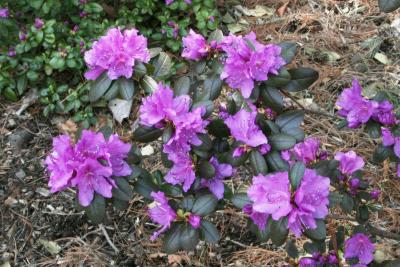 Rhododendron sichotense (Sikhote Mtn. Azalea), inflorescence