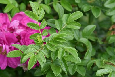Rosa 'Dwarf Pavement' (Dwarf Pavement Rose), leaf, new