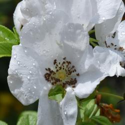 Rosa 'JACruwhi' (WILD SPICE, PP1157) (WILD SPICE™ Rose PP11575), flower, throat