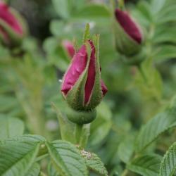 Rosa 'Purple Pavement' (Purple Pavement Rose), bud, flower