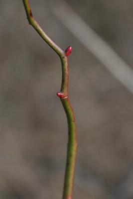 Rosa multiflora (Multiflora Rose), bud, lateral