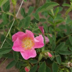 Rosa carolina (Pasture Rose), flower, full