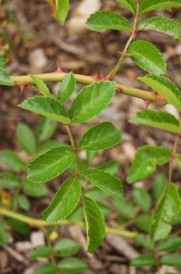 Rosa lucieae (Memorial Rose), leaf, summer