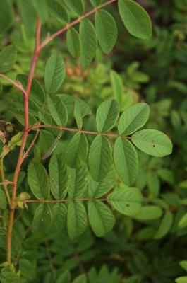 Rosa davurica (Dahurian Rose), leaf, summer