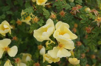 Rosa hugonis (Father Hugo Rose), flower, full