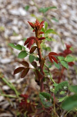 Rosa inodora (Scentless Rose), leaf, new