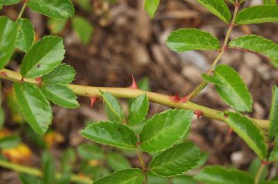 Rosa lucieae (Memorial Rose), bark, twig, prickle