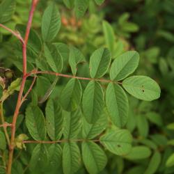 Rosa davurica (Dahurian Rose), leaf, summer