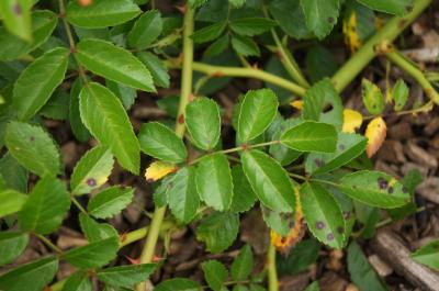 Rosa lucieae (Memorial Rose), leaf, summer