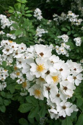 Rosa multiflora var. cathayensis (Multiflora Rose), inflorescence, flower, full