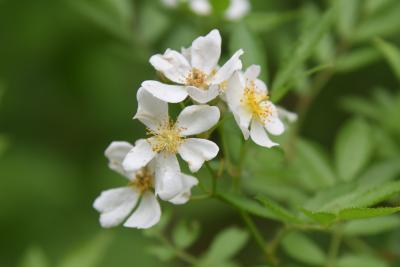 Rosa multiflora (Multiflora Rose), flower, full