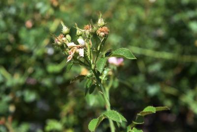 Rosa inodora (Scentless Rose), bud, flower