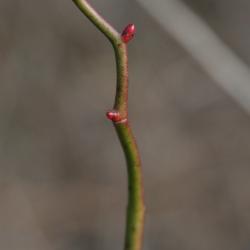 Rosa multiflora (Multiflora Rose), bud, lateral