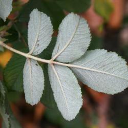 Rosa rugosa 'Frau Dagmar Hastrup' (Frau Dagmar Hastrup Rugosa Rose), leaf, lower surface