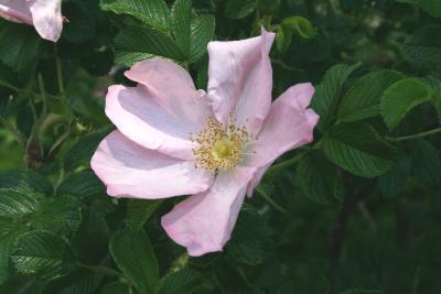 Rosa rugosa 'Frau Dagmar Hastrup' (Frau Dagmar Hastrup Rugosa Rose), flower, full