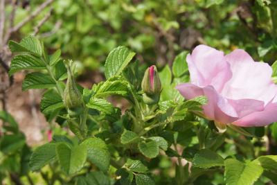 Rosa rugosa 'Frau Dagmar Hastrup' (Frau Dagmar Hastrup Rugosa Rose), bud, flower