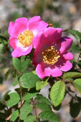 Rosa sweginzowii (Sweginzow's Rose), flower, full