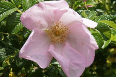 Rosa rugosa 'Frau Dagmar Hastrup' (Frau Dagmar Hastrup Rugosa Rose), flower, throat