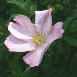 Rosa rugosa 'Frau Dagmar Hastrup' (Frau Dagmar Hastrup Rugosa Rose), flower, full