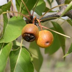 Pyrus betulaefolia (Birch-leaved Pear), fruit, mature