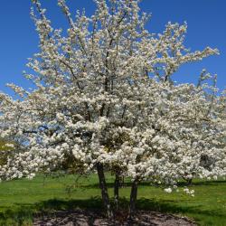 Pyrus betulaefolia (Birch-leaved Pear), habit, spring