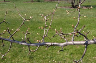 Pyrus betulaefolia (Birch-leaved Pear), bark, branch