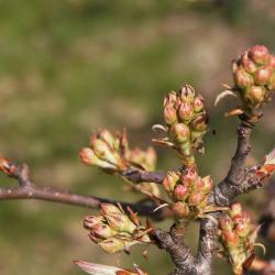 Pyrus betulaefolia (Birch-leaved Pear), bud, flower