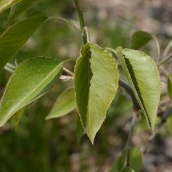 Pyrus betulaefolia (Birch-leaved Pear), leaf, spring