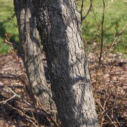 Pyrus betulaefolia (Birch-leaved Pear), bark, trunk
