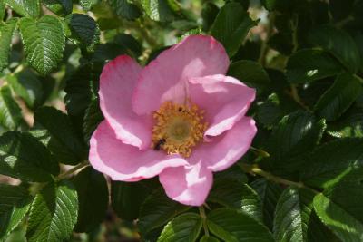 Rosa rugosa 'Frau Dagmar Hastrup' (Frau Dagmar Hastrup Rugosa Rose), flower, throat