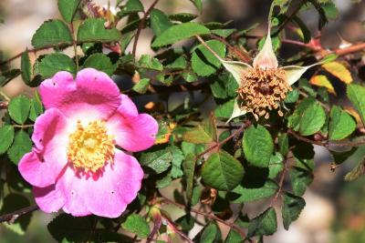 Rosa sweginzowii (Sweginzow's Rose), flower, full