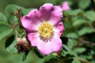 Rosa sweginzowii (Sweginzow's Rose), flower, throat