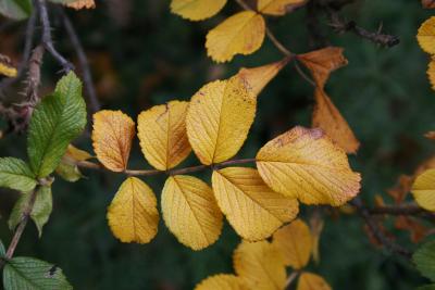 Rosa rugosa 'Frau Dagmar Hastrup' (Frau Dagmar Hastrup Rugosa Rose), leaf, fall