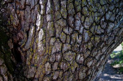 Pyrus calleryana f. tomentella (Callery Pear), bark, trunk