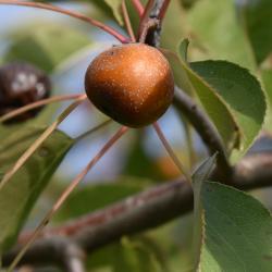 Pyrus betulaefolia (Birch-leaved Pear), fruit, mature