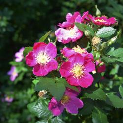 Rosa virginiana (Virginia Rose), inflorescence