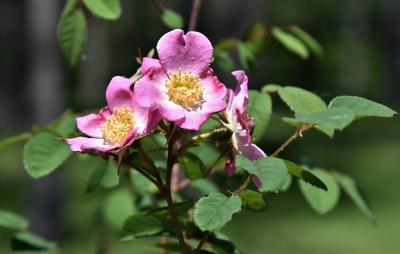 Rosa sweginzowii (Sweginzow's Rose), inflorescence