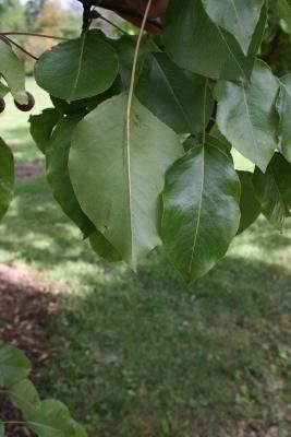 Pyrus calleryana (Callery Pear), leaf, lower surface
