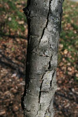 Pyrus fauriei (Faurie's Pear), bark, branch
