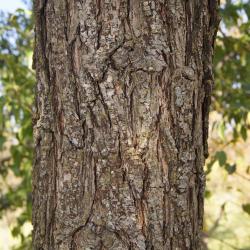 Pyrus phaeocarpa (Dusky Pear), bark, trunk